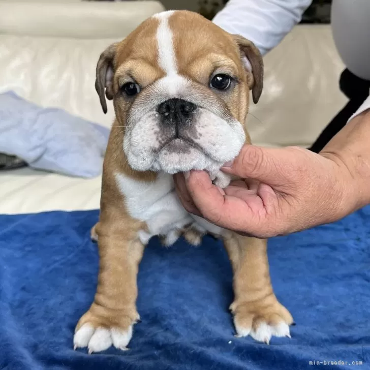 ID：2404-05873の子犬