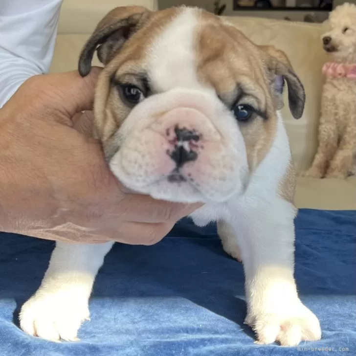 ID:2401-01851の子犬