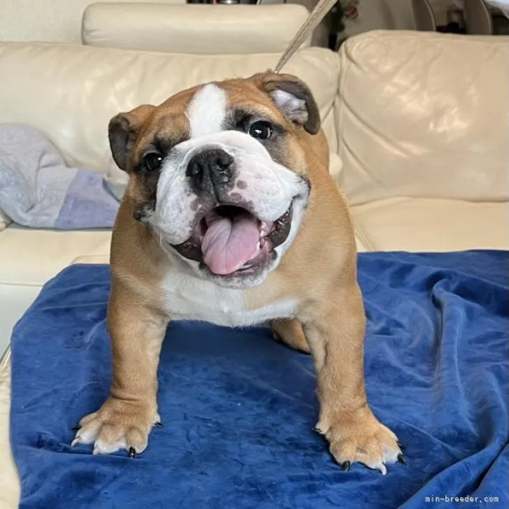 ID:2211-03500の子犬