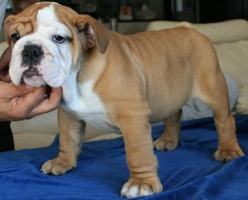 ブルドッグ【北海道・女の子・2018年7月31日・レッド&ホワイト】の写真「ショーで楽しめる良犬です。」