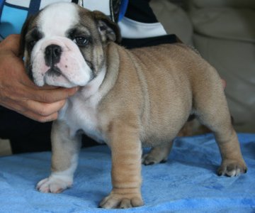 ブルドッグ【北海道・女の子・2015年11月21日・ファン&ホワイト】の写真「父親に似たすばらしい歩養のショー用の仔犬です」