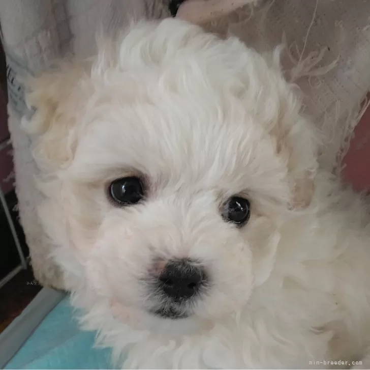 ID：2501-08318の子犬