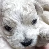 ビションフリーゼ