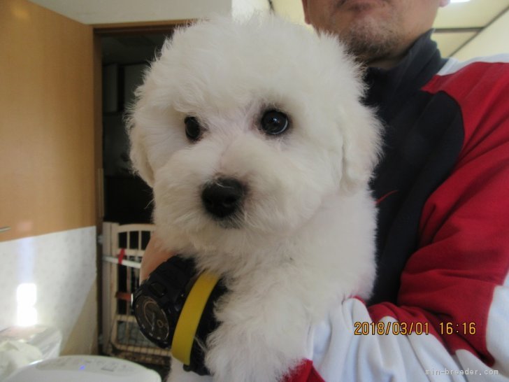 ビションフリーゼ 千葉県 男の子 17年12月26日 白 母犬 はインターナショナルビューティチャンピオン みんなのブリーダー 子犬id 1801 ビションフリーゼ 千葉県 男の子 17年12月26日 白 母犬 はインターナショナルビューティチャンピオン みんなのブリーダー 子犬id 1801