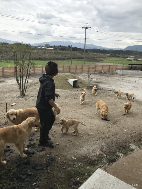 ワンちゃんと毎日遊んで楽しんでます✌️💗｜中野　希光子(なかの　きりこ)ブリーダー(鹿児島県・ゴールデンレトリバーなど・JKC登録)の紹介写真10
