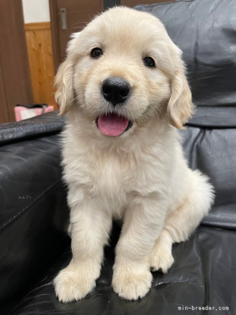 中野　希光子(なかの　きりこ)ブリーダー(鹿児島県・ゴールデンレトリバーなど・JKC登録)の紹介写真3