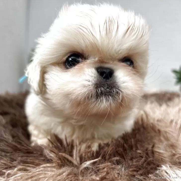 ID：2507-02333の子犬