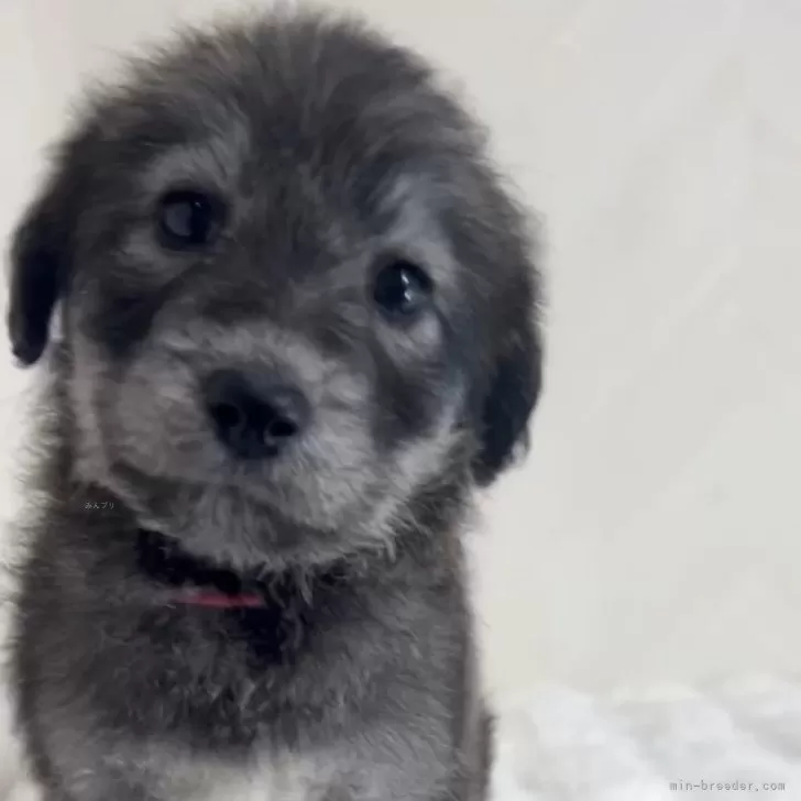 ID：2412-02807の子犬