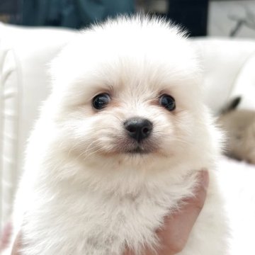 ポメラニアン【鹿児島県・女の子・2025年10月28日・クリーム】の写真「おっとりお姫様👸」