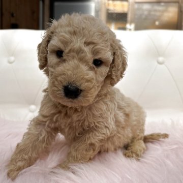 ゴールデンドゥードゥル【鹿児島県・女の子・2025年10月26日・アプリコット】の写真「クルクル巻き毛の可愛い女の子」