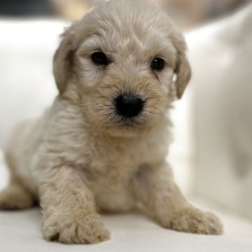 ゴールデンドゥードゥル【鹿児島県・男の子・2025年10月26日・クリーム】の写真「クルクル巻き毛」