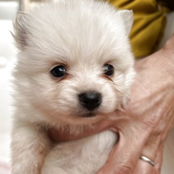 ポメラニアン【鹿児島県・女の子・2025年10月28日・クリーム】の写真「可愛いお姫様👸」