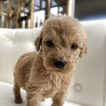 ゴールデンドゥードゥル【鹿児島県・女の子・2025年10月26日・アプリコット】の写真「クルクル巻き毛の可愛い女の子」