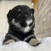 豆柴【鹿児島県・男の子・2024年10月12日・黒】の写真2