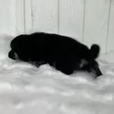 豆柴【鹿児島県・男の子・2024年10月12日・黒】の写真5