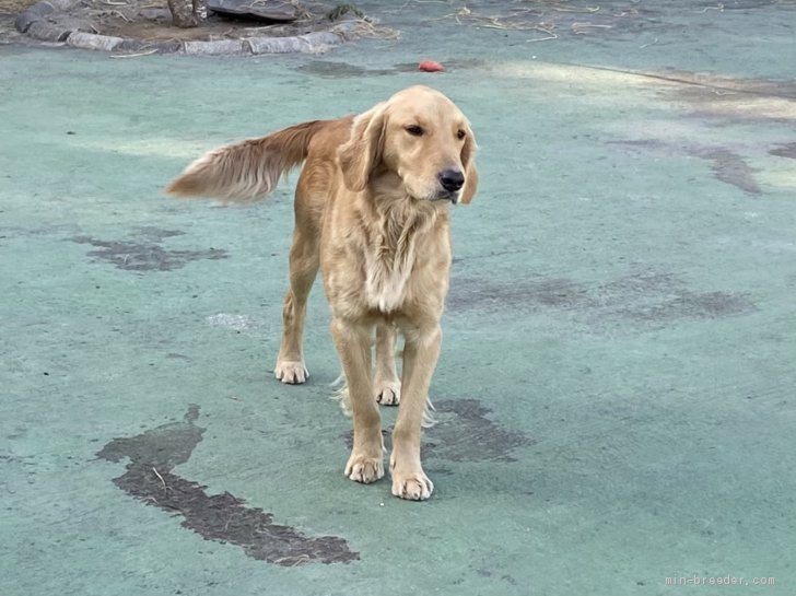 ゴールデンレトリバー【・女の子・2018年11月21日・ゴールド】