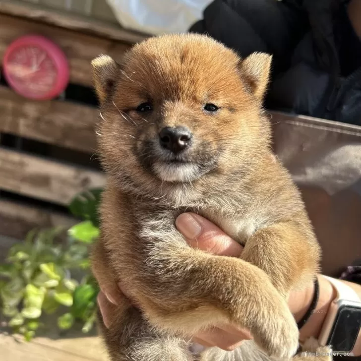 りー 様のお迎えした子犬