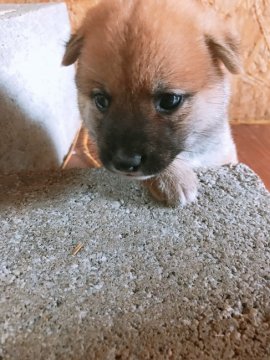 柴犬(豆柴)【鹿児島県・男の子・2020年8月10日・赤毛】の写真「めちゃくちゃ可愛くてやんちゃさん
両親豆柴認定」