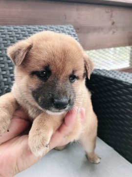柴犬(豆柴)【鹿児島県・女の子・2020年8月10日・赤毛】の写真「両親豆柴認定　遺伝子検査クリア」