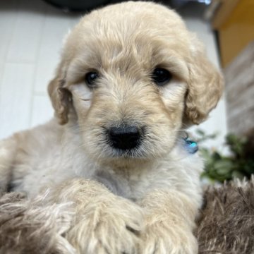 ゴールデンドゥードル(プードル×ゴールデンレトリバー)【鹿児島県・男の子・2024年1月19日・クリーム】の写真「1番巻き毛がしっかりしてますよ」