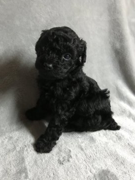 トイプードル(トイ)【鹿児島県・男の子・2018年1月21日・ブラック】の写真「スタイル抜群の男の子です♪」