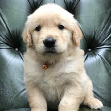 ゴールデンレトリバー【鹿児島県・男の子・2022年5月8日・ゴールド】の写真「お父さん譲りのおっとりタイプ」