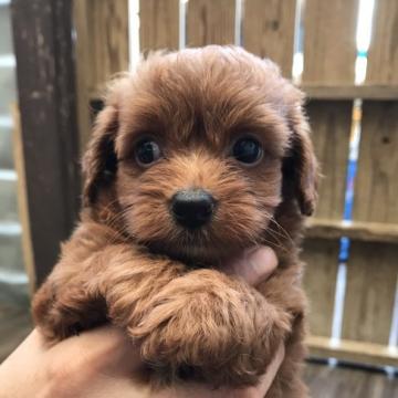 ミックス ちわぷー【鹿児島県・女の子・2022年6月2日・レッド】の写真「ねいぐるみみたいです」