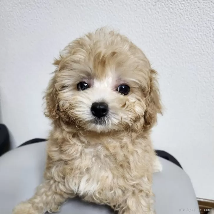 ID:2503-00829の子犬