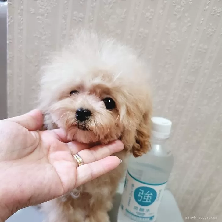 ID:2412-04146の子犬