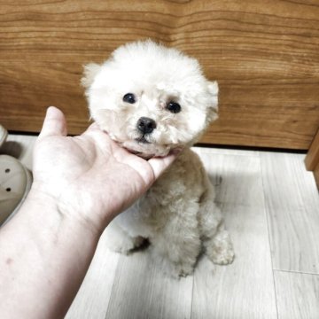 トイプードル(ティーカップ)【北海道・男の子・2025年2月20日・ペールフォーン】の写真「短足でつぶらな瞳がかわいい男の子」