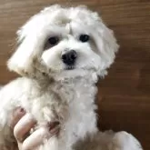 チワプー(トイプードル×チワワ)【北海道・男の子・2024年12月21日・ペールフォーン】の写真1「遊び大好き」