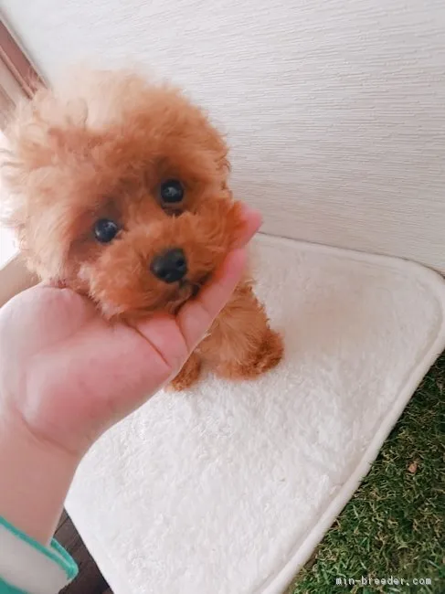 ID：1711-01116の子犬