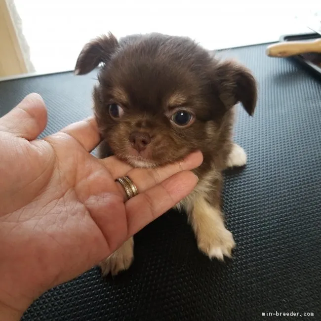 ID：1811-00028の子犬