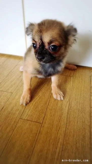 ID：1809-01670の子犬