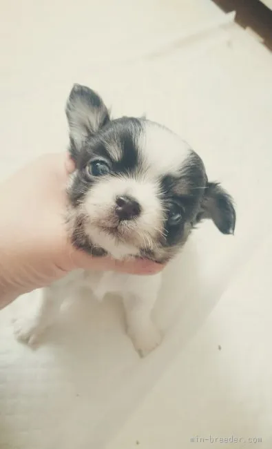 ID:1602-01566の子犬