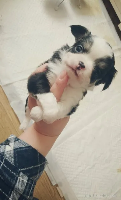 ID：1602-01567の子犬