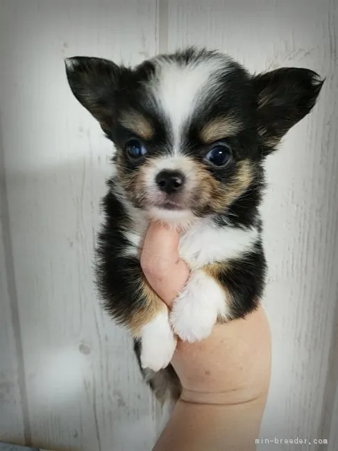 ID：1710-01000の子犬