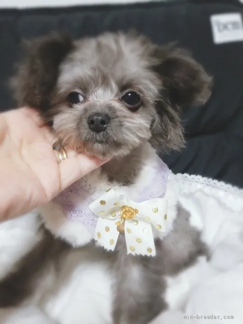ID:2112-00189の子犬
