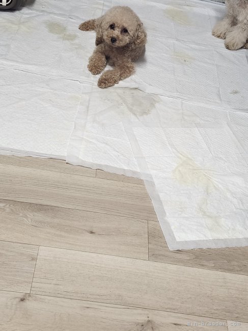 ティーカッププードル【・女の子・2024年2月18日・レッド】