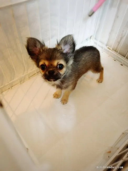 ID：2001-02742の子犬