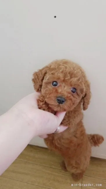 ID：1811-00129の子犬