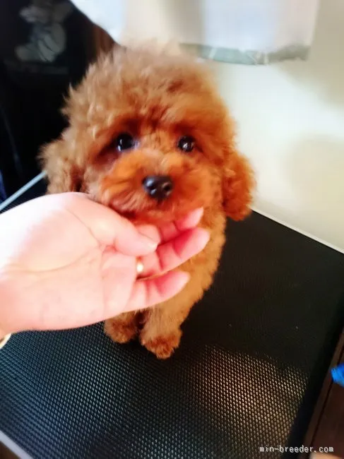 ID：1511-00869の子犬