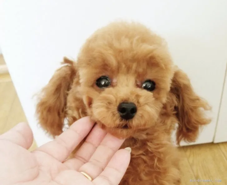 J.H 様のお迎えした子犬