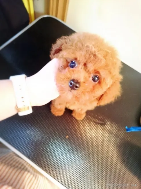 ID：1511-01419の子犬