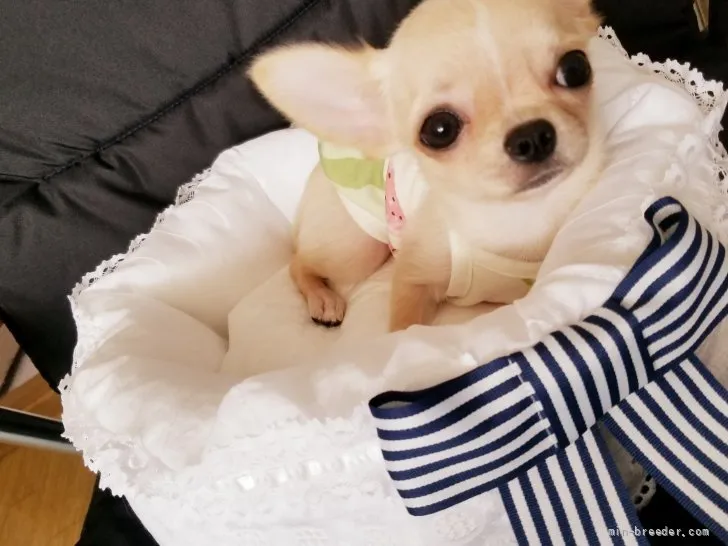 ID:2105-01339の子犬