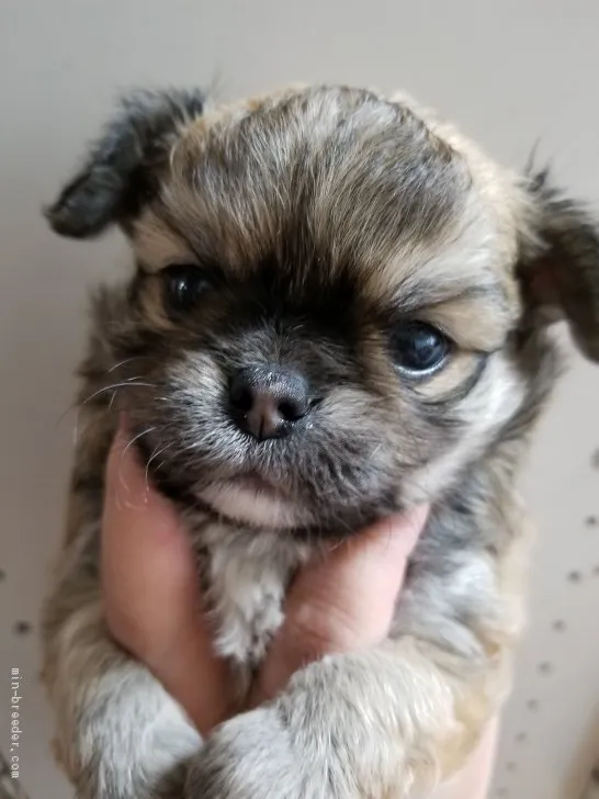 ID：2006-01005の子犬
