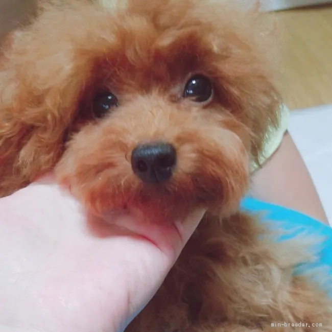 ID：1906-01792の子犬