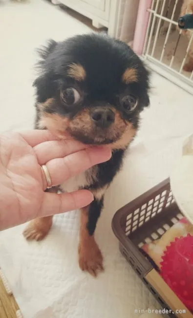 ID:1603-00248の子犬