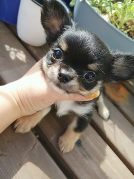 チワワ(ロング)【北海道・男の子・2021年8月4日・ブラック&ホワイトタン】の写真「タンがポイントイケメンボーイ」