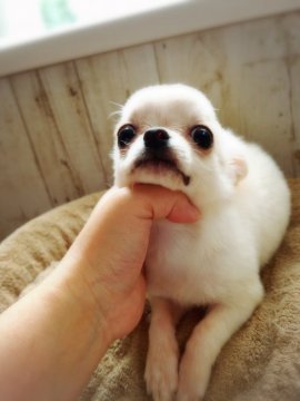 チワワ(ロング)【北海道・男の子・2018年3月17日・ホワイト】の写真「お鼻が短いほんわかかわいい男の子」